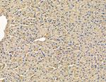 CAB39L Antibody in Immunohistochemistry (Paraffin) (IHC (P))