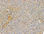 CAPNS2 Antibody in Immunohistochemistry (Paraffin) (IHC (P))