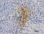 CAPNS2 Antibody in Immunohistochemistry (Paraffin) (IHC (P))