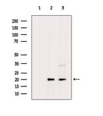 CAPNS2 Antibody in Western Blot (WB)