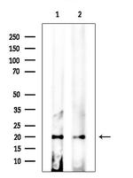 CAPNS2 Antibody in Western Blot (WB)