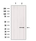 CA7 Antibody in Western Blot (WB)