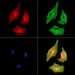 Carbonic Anhydrase XI Polyclonal Antibody