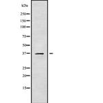 Carbonic Anhydrase XI Antibody in Western Blot (WB)