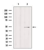 Carboxypeptidase A4 Polyclonal Antibody