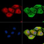 CPA6 Polyclonal Antibody