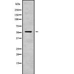 CPA6 Antibody in Western Blot (WB)