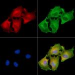 CPXM2 Polyclonal Antibody