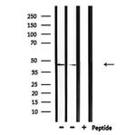 CEACAM16 Polyclonal Antibody