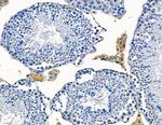 CATSPER1 Antibody in Immunohistochemistry (Paraffin) (IHC (P))