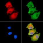 Cdc42EP1 Polyclonal Antibody