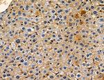 Cdc42EP1 Antibody in Immunohistochemistry (Paraffin) (IHC (P))