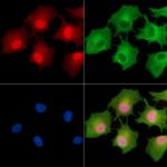 CGRRF1 Polyclonal Antibody