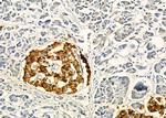 CGRRF1 Antibody in Immunohistochemistry (Paraffin) (IHC (P))