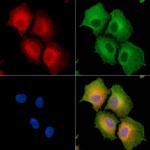 HAUS2 Polyclonal Antibody