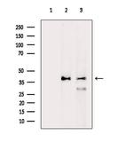 CEP41 Antibody in Western Blot (WB)