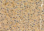 CEP68 Antibody in Immunohistochemistry (Paraffin) (IHC (P))