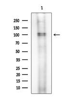 CEP68 Antibody in Western Blot (WB)