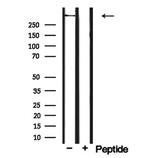 CEP250 Polyclonal Antibody