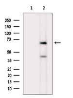 CDR1 Antibody in Western Blot (WB)