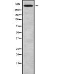 CHD6 Antibody in Western Blot (WB)