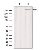 CHD8 Antibody in Western Blot (WB)