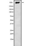 CHD9 Polyclonal Antibody