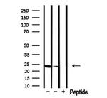 Claudin 22/24 Polyclonal Antibody