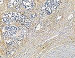 Factor XI Antibody in Immunohistochemistry (Paraffin) (IHC (P))