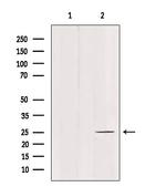 C1QL4 Polyclonal Antibody