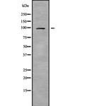 C7 Polyclonal Antibody