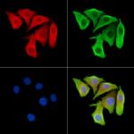 CD35 Polyclonal Antibody