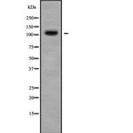 Contactin 3 Antibody in Western Blot (WB)