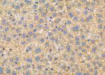 CNTNAP4 Polyclonal Antibody