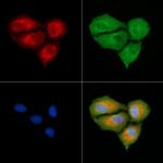 Cystatin F Polyclonal Antibody