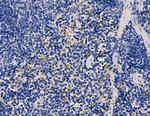 Cystatin F Antibody in Immunohistochemistry (Paraffin) (IHC (P))