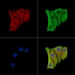 Cystatin M Polyclonal Antibody