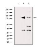 DYNC1I2 Antibody in Western Blot (WB)