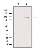 PLA2G4F Polyclonal Antibody