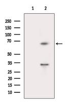 POLE2 Antibody in Western Blot (WB)