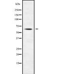 POLA2 Antibody in Western Blot (WB)