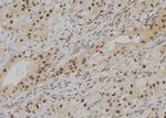 POLD4 Antibody in Immunohistochemistry (Paraffin) (IHC (P))