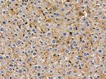 POLRMT Antibody in Immunohistochemistry (Paraffin) (IHC (P))