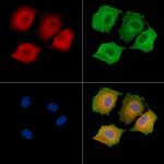 DNAL4 Antibody in Immunocytochemistry (ICC/IF)