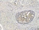 DYNLRB2 Antibody in Immunohistochemistry (Paraffin) (IHC (P))