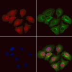 DYNLT3 Polyclonal Antibody