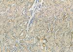 DYNLT3 Antibody in Immunohistochemistry (Paraffin) (IHC (P))