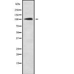 TEB4 Antibody in Western Blot (WB)