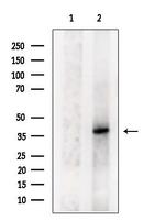 MARCH9 Polyclonal Antibody
