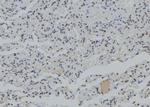 PJA Antibody in Immunohistochemistry (Paraffin) (IHC (P))